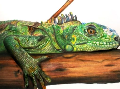 Iguana